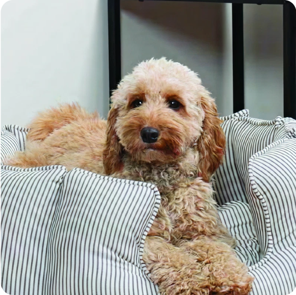 Pet